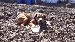 Испуганная собака вжималась в грязь… Она отказывалась покинуть стройку и безумно боялась мира людей