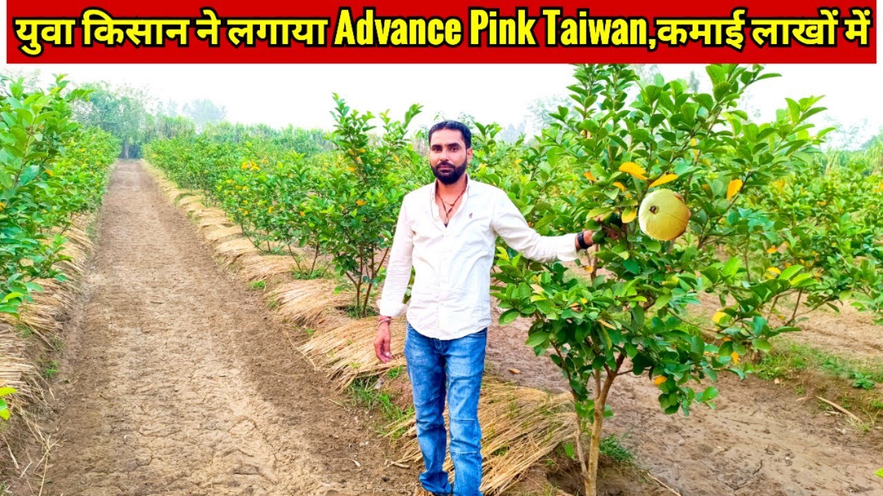 Advance Pink Taiwan अमरूद से गन्ने से दस गुना ज्यादा आमदनी की गारंटी ले रहे है ये युवा किसान