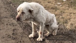 🆘 РАНЕНЫЙ АЛАБАЙ ПРОСИТ О ПОМОЩИ/Wounded alabai  asks for help