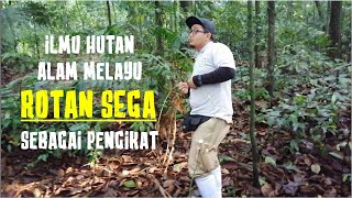 POKOK ROTAN SEGA | CALAMUS - Ilmu Hutan Alam Melayu 03