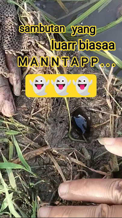 immediately greeted by the owner of the house👻 #fishing #eel #rice field #shortsfeed