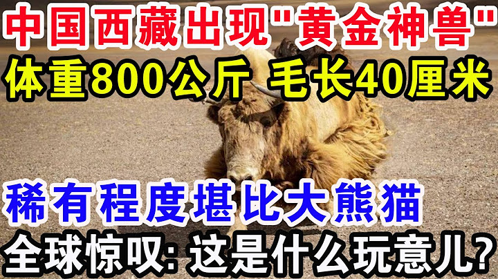 中国西藏出现“黄金神兽”，体重800公斤毛长40厘米，稀有程度堪比大熊猫，全球惊叹: 这是什么玩意儿?