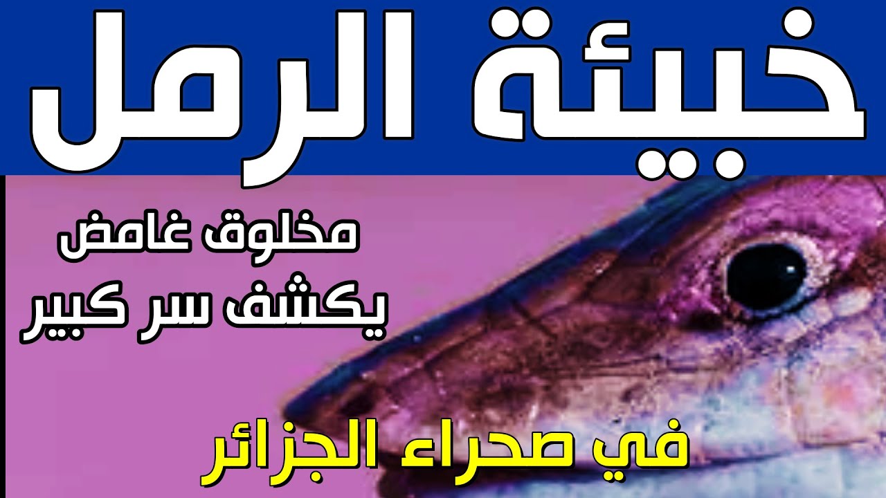 خبيئة صحراء الجزائر.. مخلوق غامض صغير يكشف سر كبير تحت رمال الصحراء الجزائرية