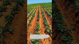 Precision Row Cultivator in Action! #FarmTech #RowCrop #TractorLife