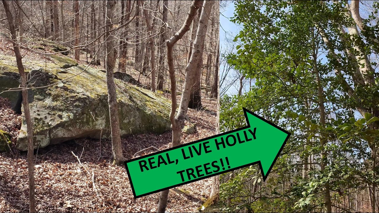 Настоящие деревья падуба в Южном Иллинойсе!? Оценка консультанта по лесному хозяйству в рамках пр...