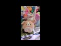 GANE UN SQUISHMALLOS MUY BONITO