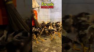 GP (master) line lo chicks for sale #viral #murga #viralreels