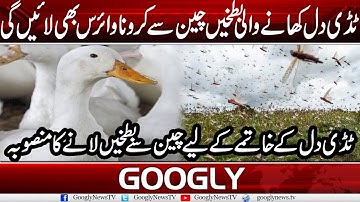 Allowing Chinese Ducks To Counter Locusts Can Bring Corona Virus | Googly News TV