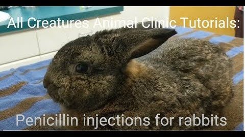 All Creatures Animal Clinic Tutorials: Penicillin injections for rabbits