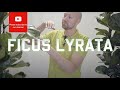 All you need to know about Ficus Lyrata - Fiddle Leaf Fig