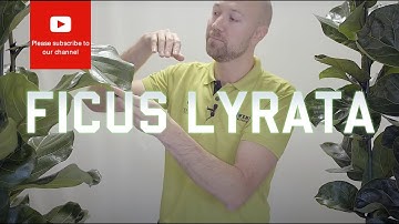 All you need to know about Ficus Lyrata - Fiddle Leaf Fig