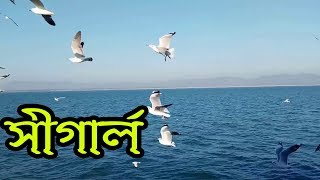 সগরল Seagull Seagull Of Bay Of Bengal 4K Video Dirty Words Bengali