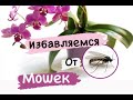 Борьба с мошками в коре у орхидей Орхидеи влажность и мошки