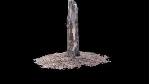 Scar Tree Photogrammetry Animation - Everick Heritage