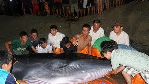 Giải cứu cá voi mắc cạn trên đảo cô tô gây xúc động HD