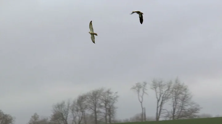Falconry - Geese hawking - HD 720p
