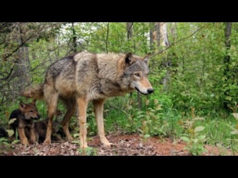 Охота на ВОЛКА Куда делись волки КУЧА ВОЛКОВ приходит пить воду на участок с пруда 