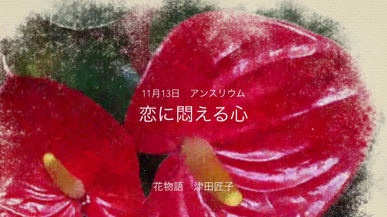 11月13日 誕生花 アンスリウム Youtube 11月13日 誕生花 アンスリウム Youtube
