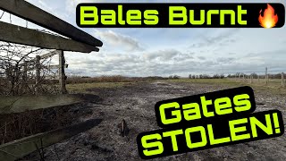 Bales on Fire! Cattle Hurdles Stolen! Wild Cattle Field!