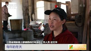 [中国三农报道]江西铜鼓：古法榨茶油 传承至今|农业致富经 Agriculture And Farming