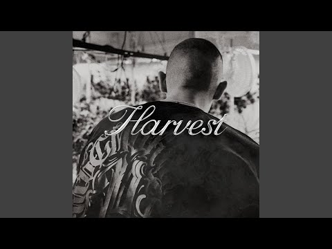 Фаст Альберто - Harvest