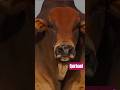 Lo again qurbani #cow #strongbull #bull #bullfarm #cowlover #animals #goat