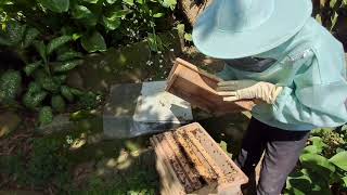 Cách cho đàn ong tập trung lấy được nhiều mật, không xây ong đực, hạn chế đắp mũ chúa chia đàn