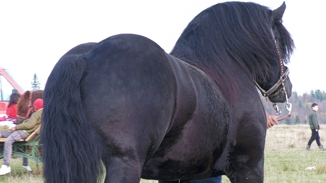 Târg expozițional de cai Solca-Bucovina 9 Noiembrie 2025 ep.2