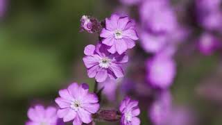 How to grow Red campion Flowers سائی لین کے پھول