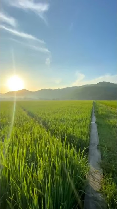 story'wa terbaru pagi hari yang cerah