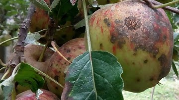 Apple Scab | Scab | Scab disease in apple tree |