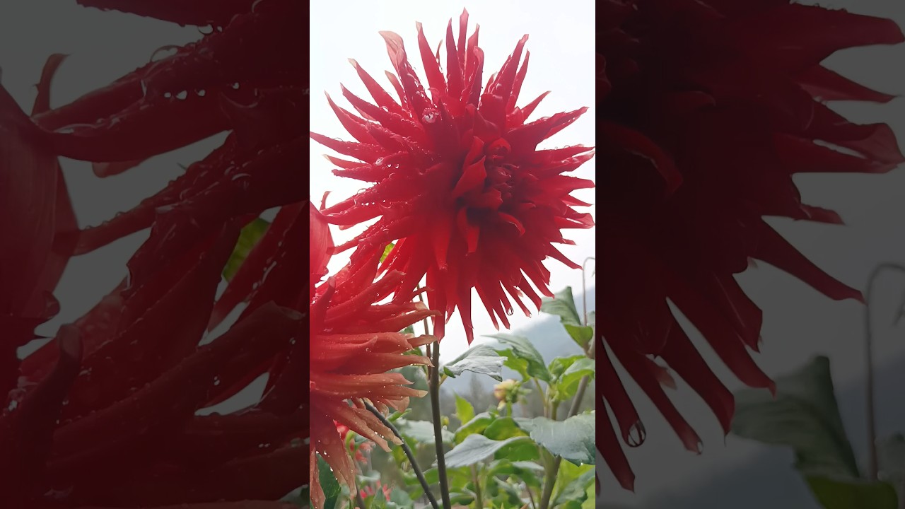 Dehliya rainy season