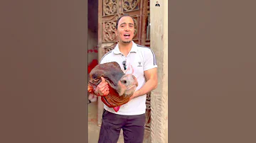 دبحت العجل في ثواني اكسبلور ترند عجول عجل حيوانات حيواناتأليفة عيد الاضحى 