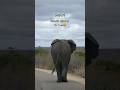 Ein absoluter Traum ist in Erfüllung gegangen #weltreise #safari #southafrica #südafrika #animals