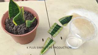 繁殖虎尾蘭的2種方法