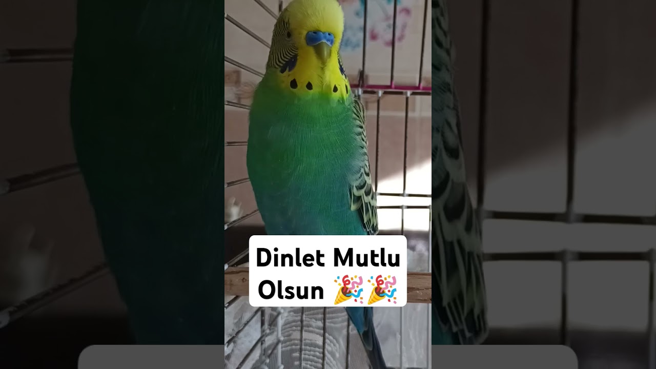 Dinlet Mutlu Olsun #muhabbetkuşufıstık #muhabbetkuşu #birds #muhabbetkuslari #kuslar #parrot #love