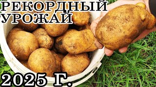 видео: Самые УРОЖАЙНЫЕ и УСТОЙЧИВЫЕ СОРТА КАРТОФЕЛЯ к ФИТОФТОРЕ даже при НЕБЛАГОПРИЯТНЫХ условиях в 2025 г! картинка: Самые УРОЖАЙНЫЕ и УСТОЙЧИВЫЕ СОРТА КАРТОФЕЛЯ к ФИТОФТОРЕ даже при НЕБЛАГОПРИЯТНЫХ условиях в 2025 г!