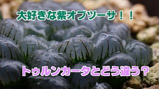 紫オブツーサの紹介 トゥルンカータとの違いも Youtube 紫オブツーサの紹介 トゥルンカータとの違いも Youtube