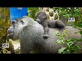 Where Baby Gorilla feels most at ease now | GENKI & SANTARO | Kyoto Zoo