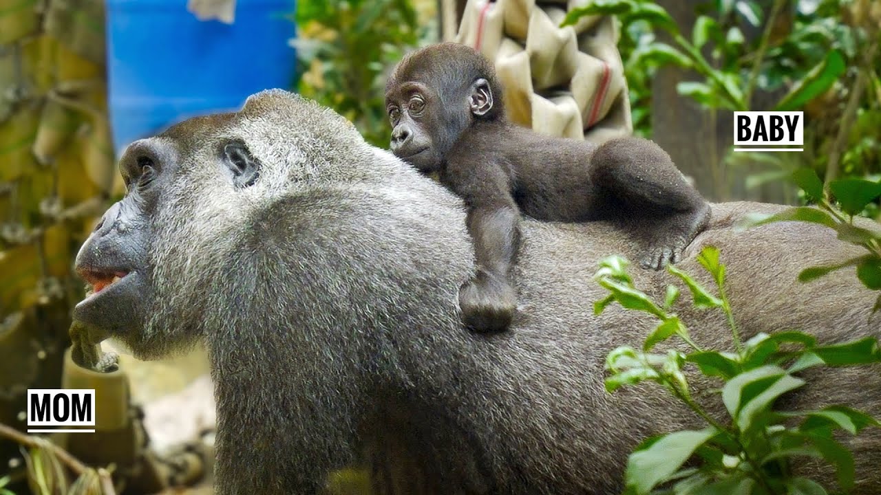 Where Baby Gorilla feels most at ease now | GENKI & SANTARO