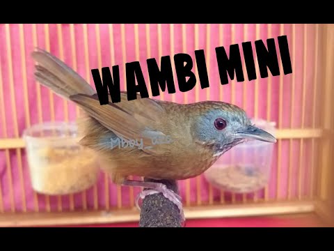WAMBI MINI / TIEUMI NGEROL ABIS 