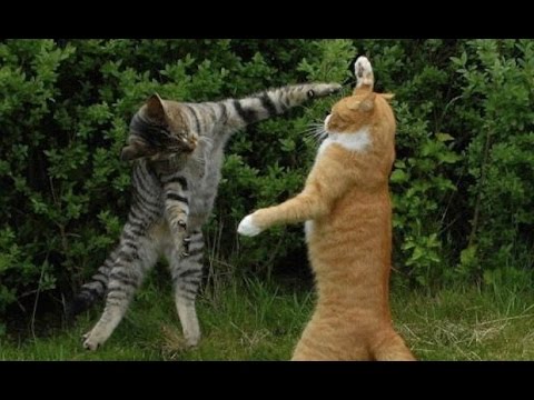 BEST ANGRY MAD CRAZY CAT  VIDEO MEOW YouTube