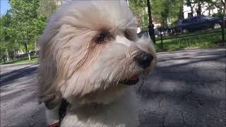 Molly (Tibetan Terrier Girl) 2016