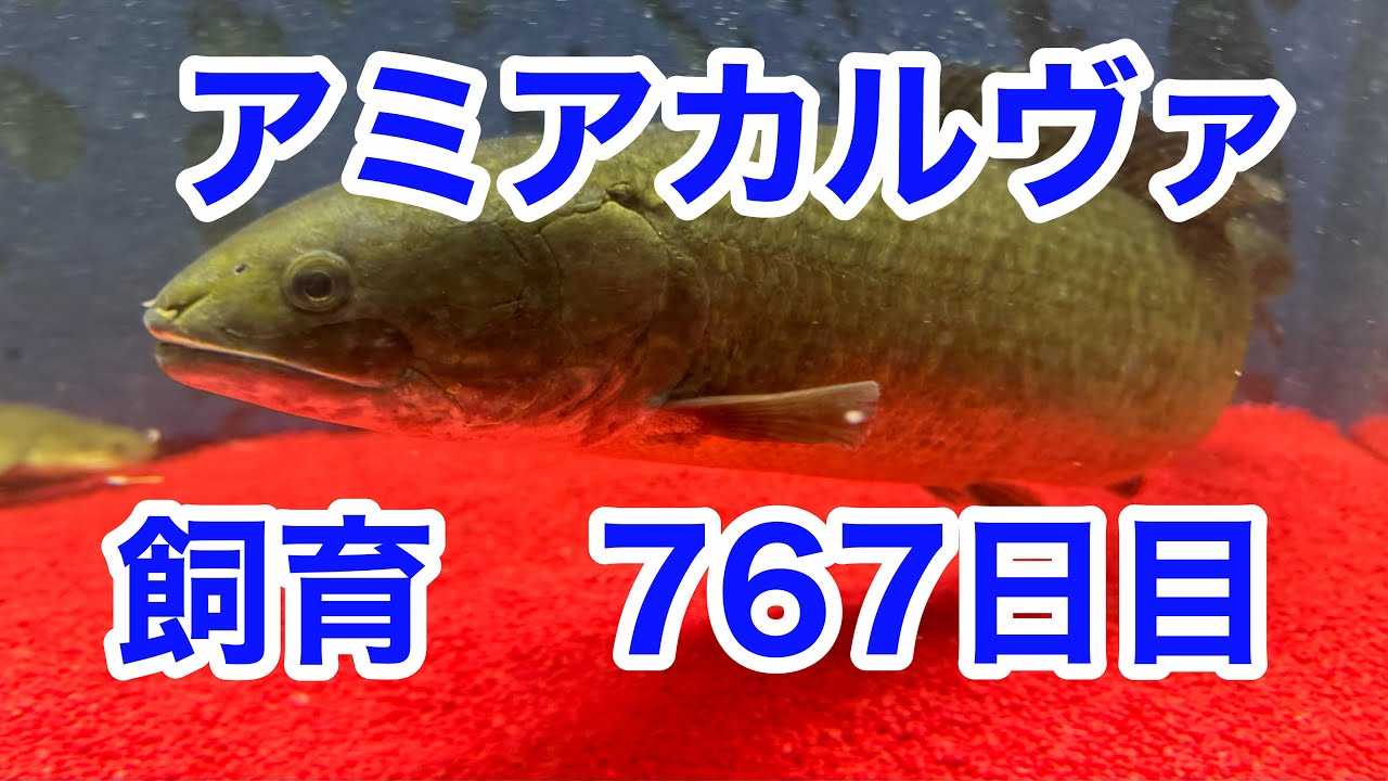 古代魚 古代魚】アミアカルヴァ767日目 - YouTube