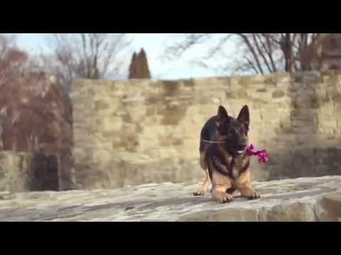 dressage de chien berger allemand 2018 - YouTube dressage de chien berger allemand 2018 - YouTube