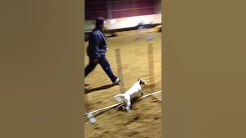 Agility-Training Claudia & Scotti - schne Schlulinie
