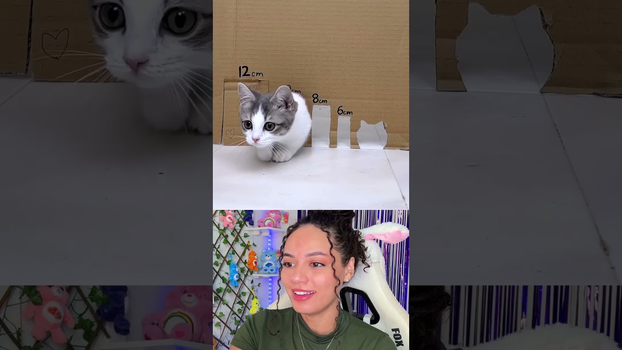 Será que o gatinho ganha o desafio?