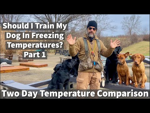 Video: Jauns likums ierobežo suņu piesiešanu 30 minūtēs sasaldēšanas temperatūrā