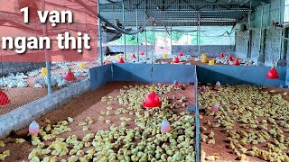 Trại nuôi ngan thịt lớn nhất Việt Nam