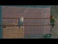Kicau Love Bird (Love Bird Sounds for 15 Minutes)